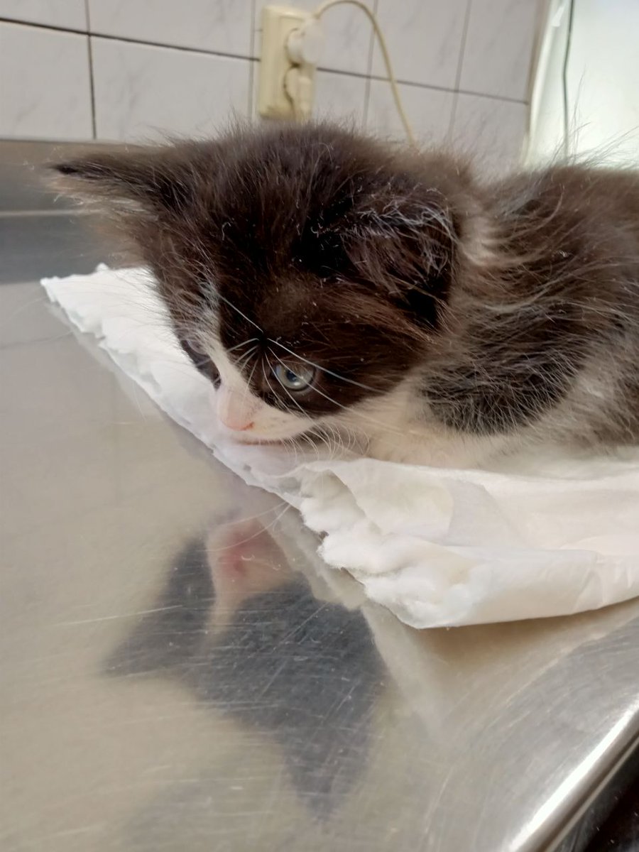 Володимир tweet media