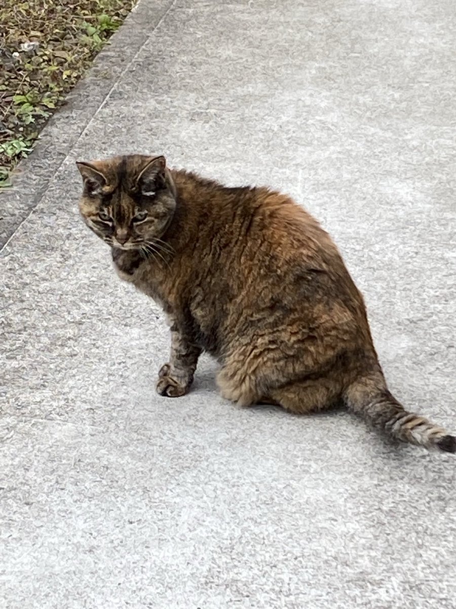 ねこ先輩 (@necosempai) on Twitter photo 