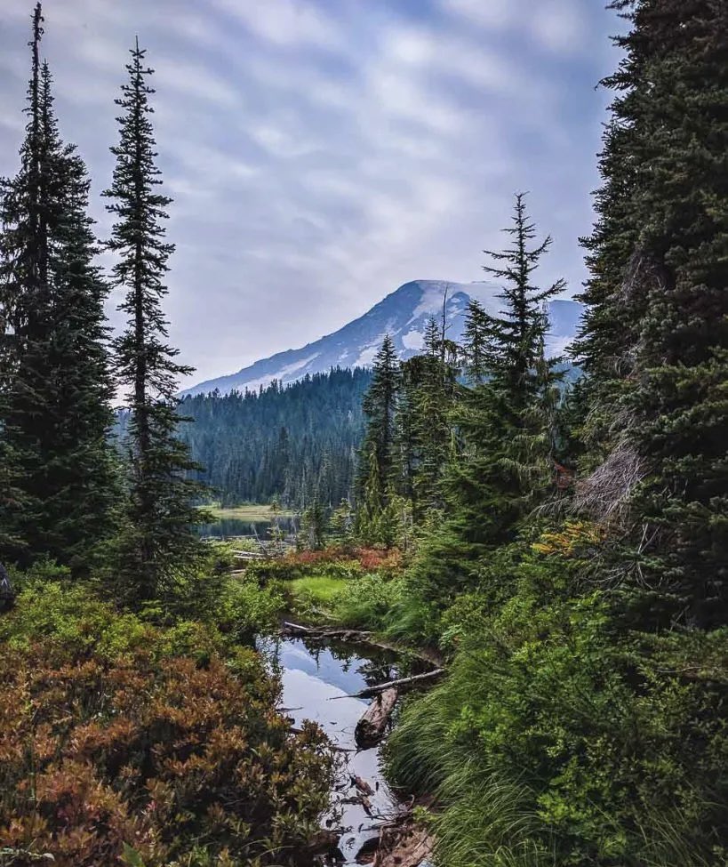 PNW Conservative tweet media