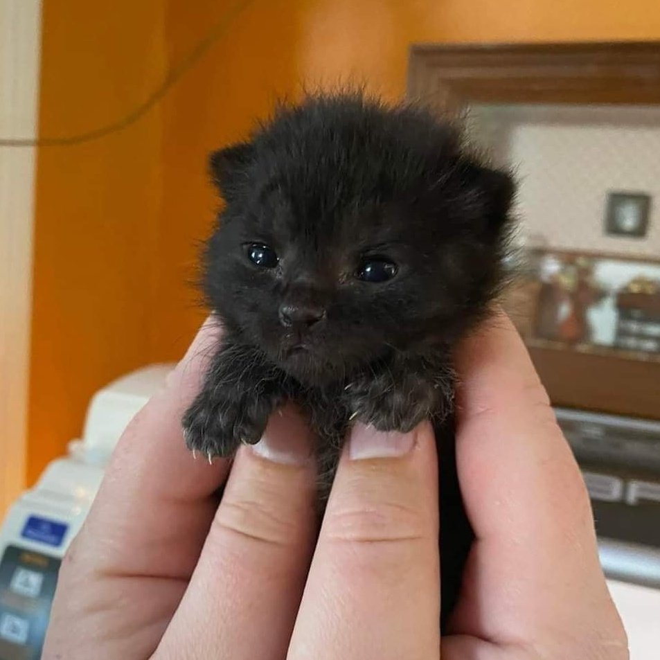 𝙘𝙤𝙢𝙢𝙞 tweet media