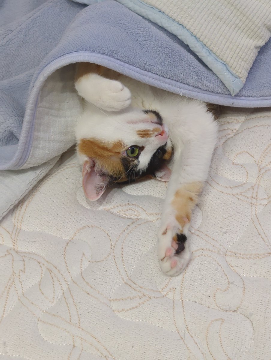 Yuu Jinnai tweet media