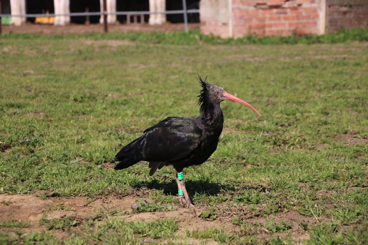 Arnau Urgell i Vidal tweet media