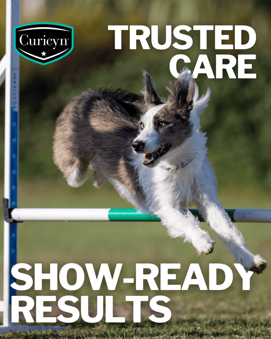 Curicynproducts's tweet photo. At AKC shows, presentation and preparedness go hand in hand. Curicyn Blood Stop Powder, Ear &amp; Eye Solutions, and Wound Care Wipes help support cleanliness and are a quick response to minor grooming nicks. Keep your #PerformanceDogs healthy and show-ready this show season. https://t.co/htDwgAHYIa