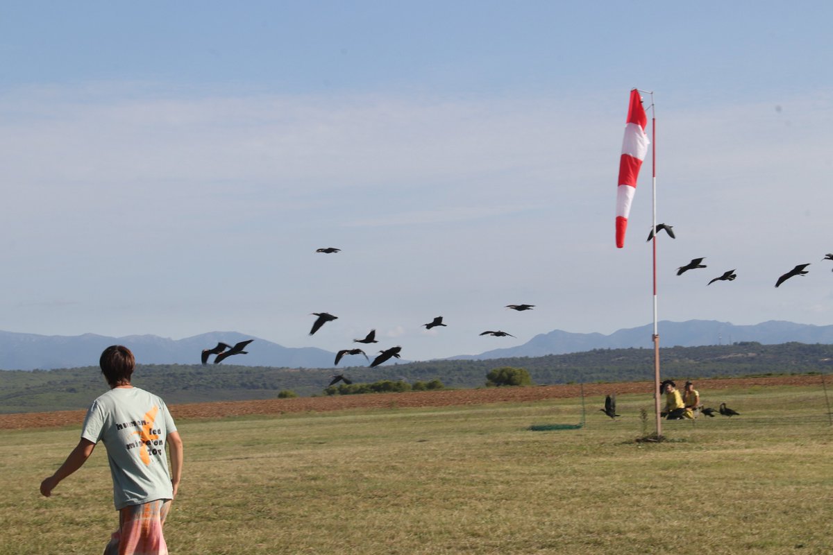 Arnau Urgell i Vidal tweet media