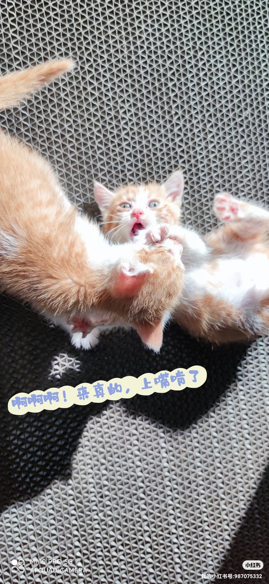 Sonja Naimann tweet media