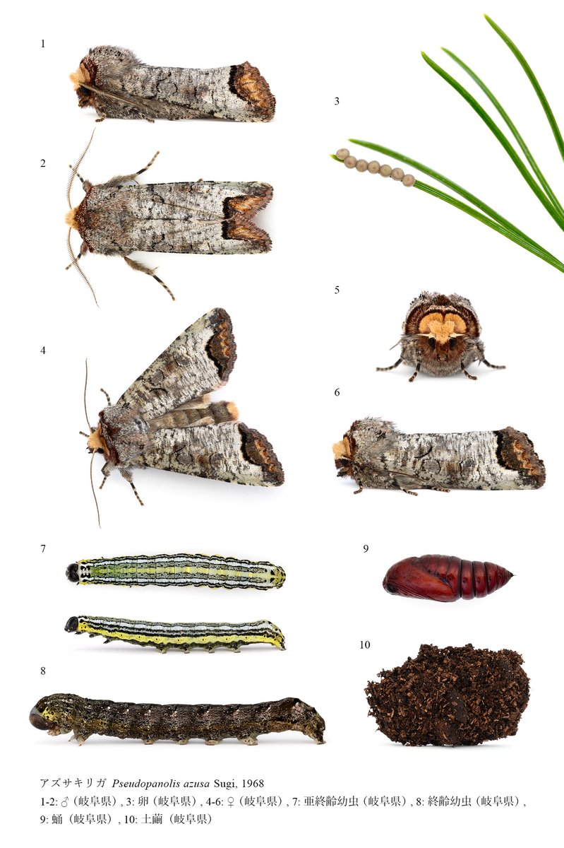 KUDO Seiya tweet media