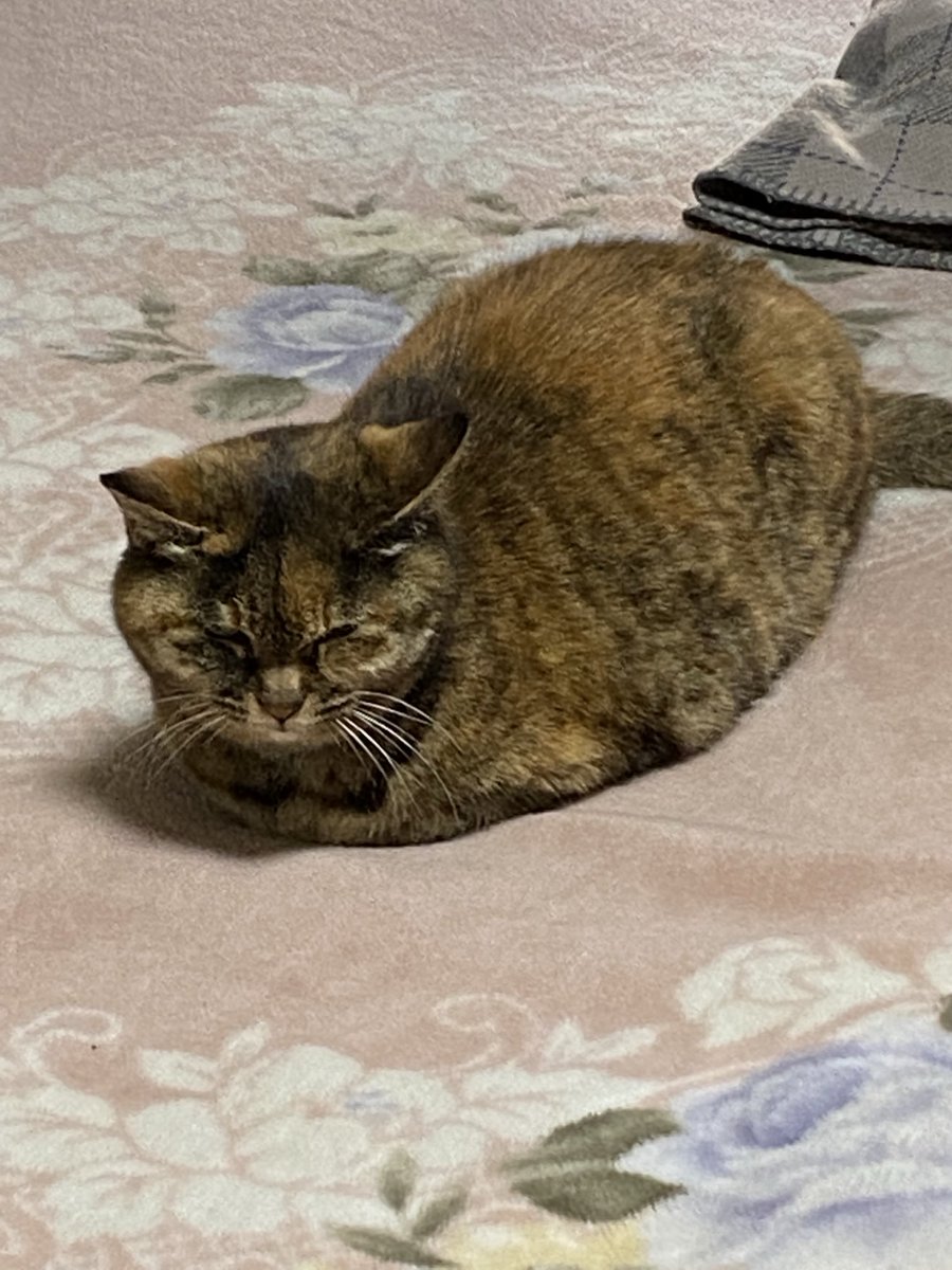 ねこ先輩 (@necosempai) on Twitter photo 