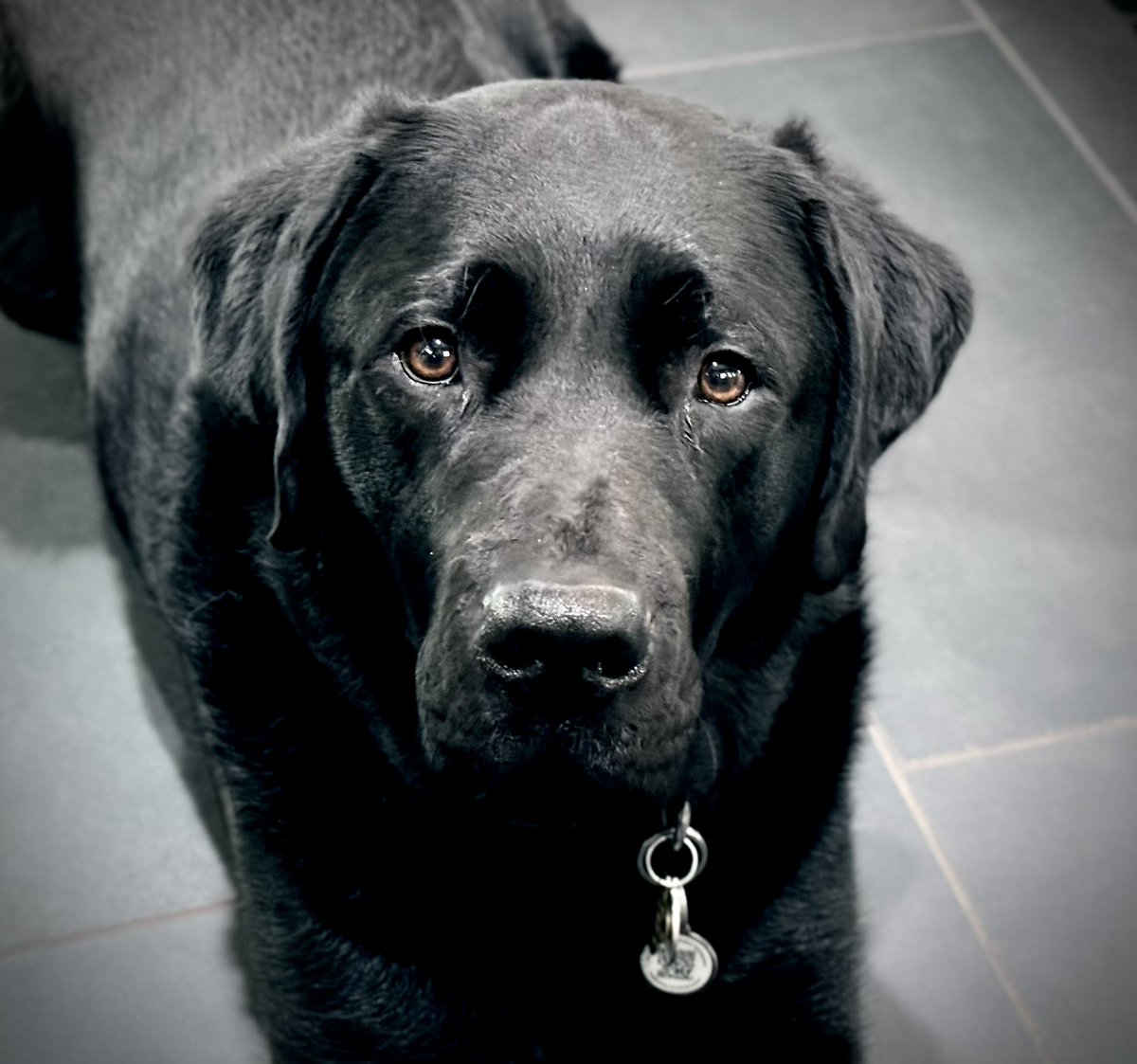 Sampson the Service Dog tweet media