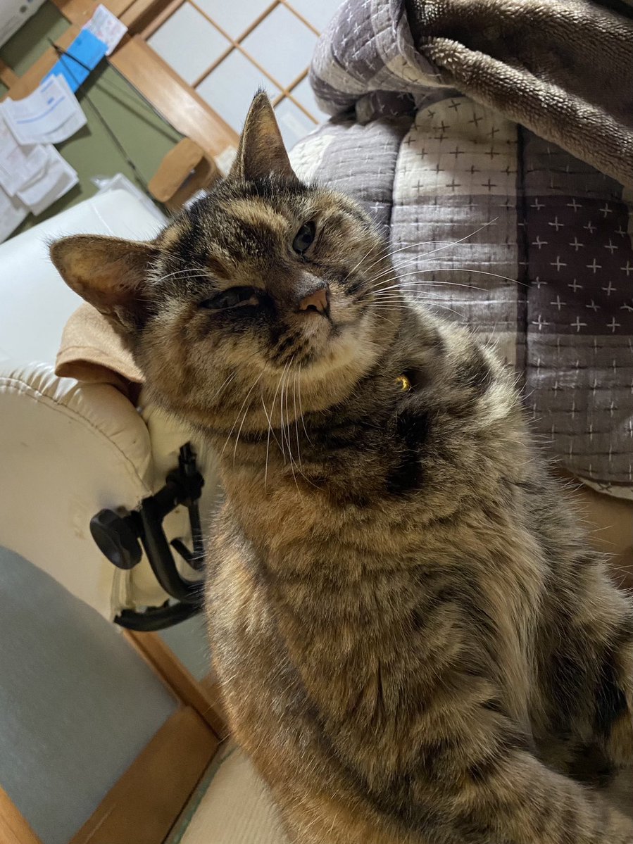 ねこ先輩 (@necosempai) on Twitter photo 