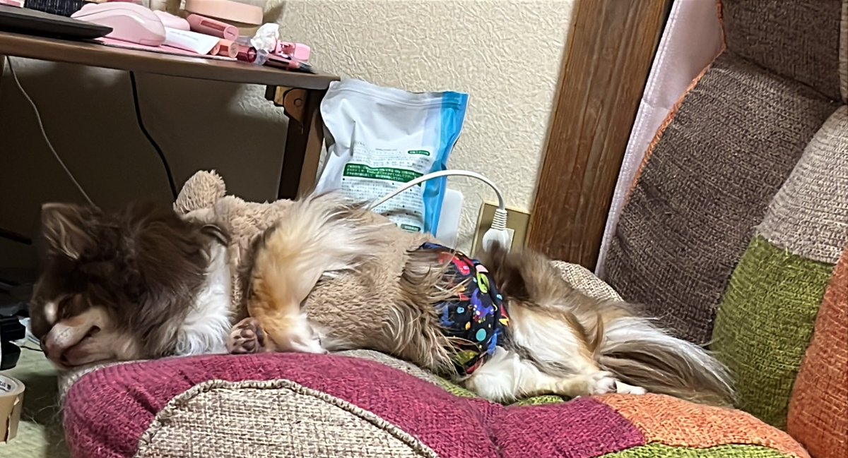 eye（AI音楽クリエーター、作詞家）＆ちわわ tweet media