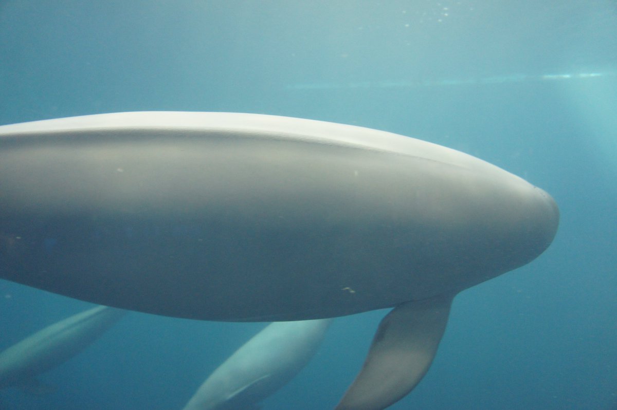 #ポケモン週末レポート イワンコの首には岩の突起がある。サンムーン公式サイトによるとこれを当て合って挨拶するという。こちらの世界にも実例があり、スナメリの背筋には固くて細かい突起が並んでいて、やすりのようにこすり合わせてコミュニケーションを取るのだ（写真では少し黒っぽく見える）。