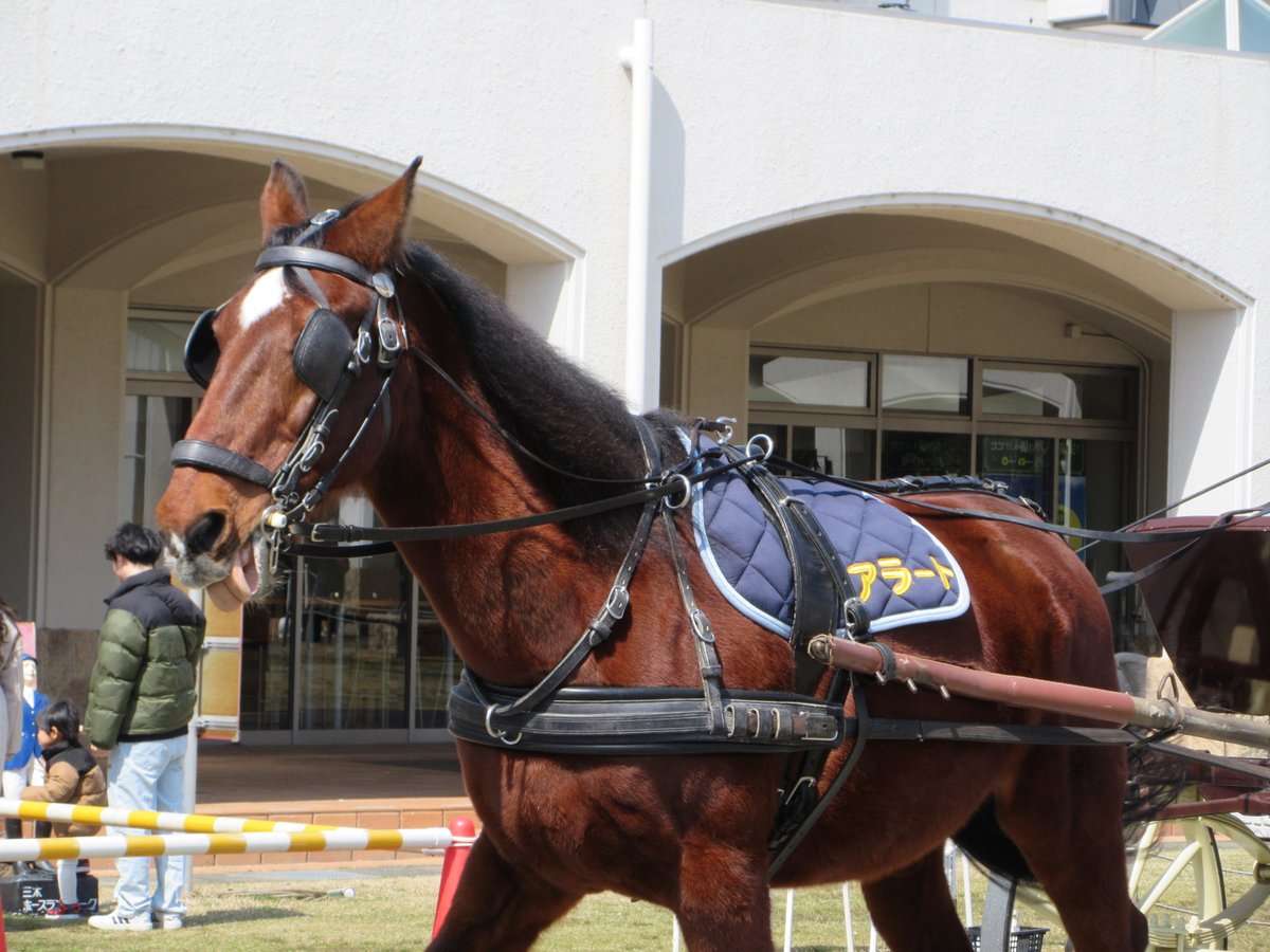 三木ホースランドパーク tweet media