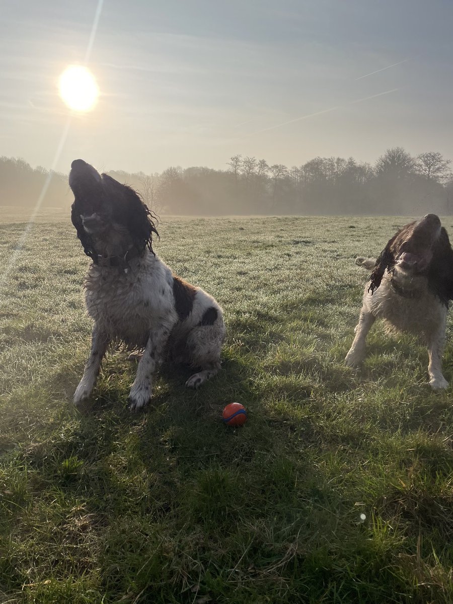 DonnahC1's tweet photo. Dawn chorus performed by springers 🐶🐶🐾🐾💙💙 https://t.co/vgjYdHydcd