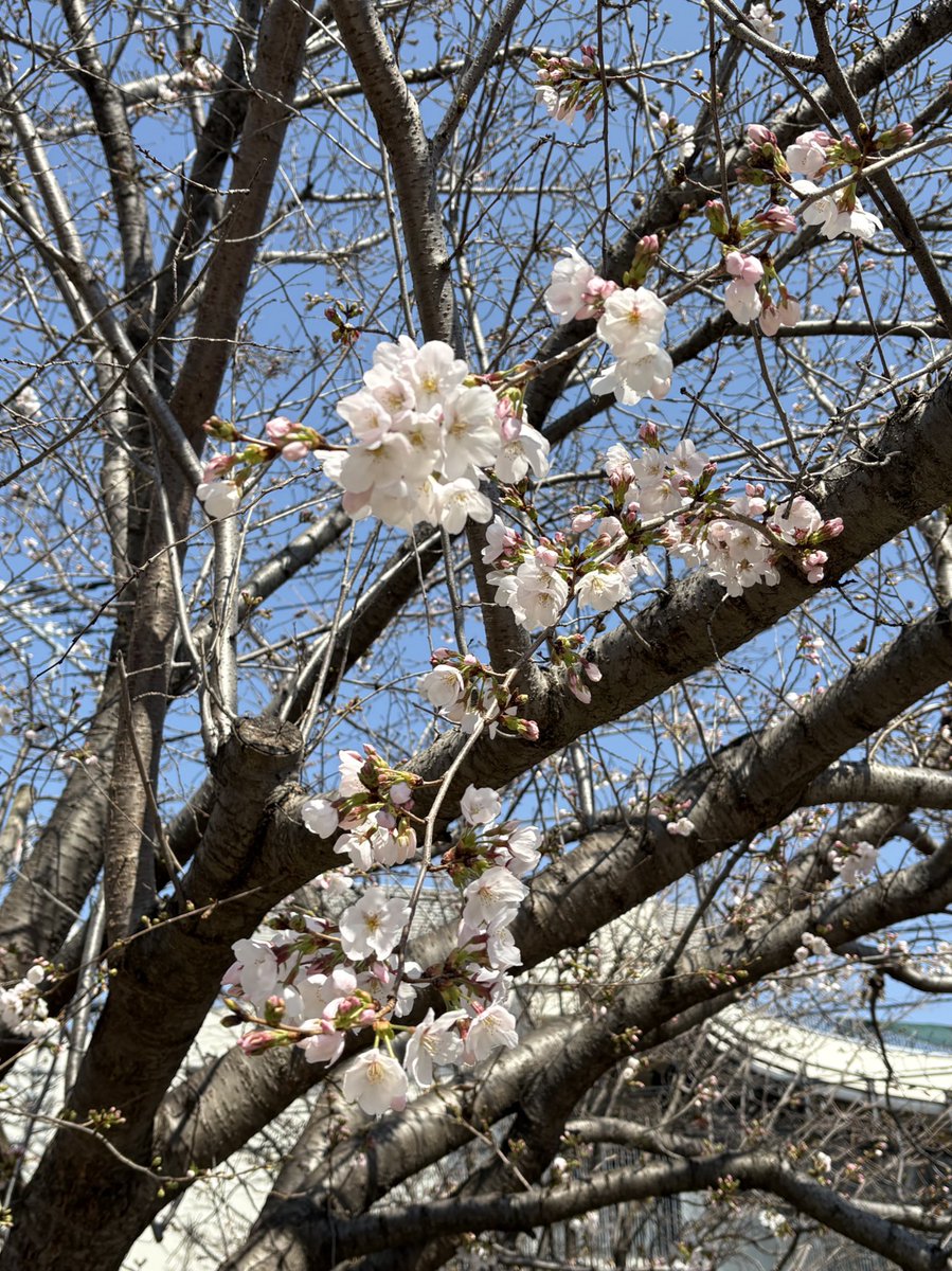 Orfevre45's tweet photo. ちょっとだけ咲いた〜☺️
＃桜  ＃桜咲いた 🌸 https://t.co/gBsU7LW0Q8