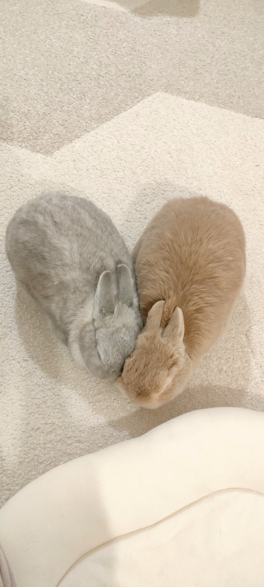 YOYO🐰🎨(Mimi&Roy) tweet media