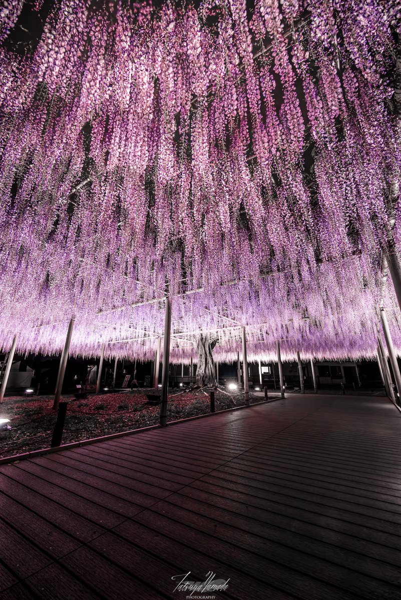 r_photolog's tweet photo. 頭上を埋め尽くす、天王川公園の藤棚が圧巻 https://t.co/N0Hcky9vOo