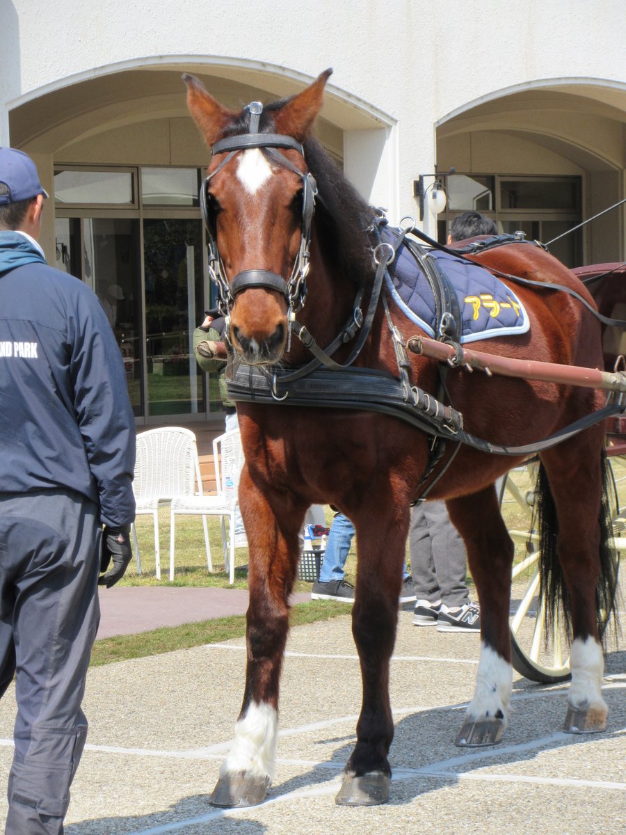 三木ホースランドパーク tweet media