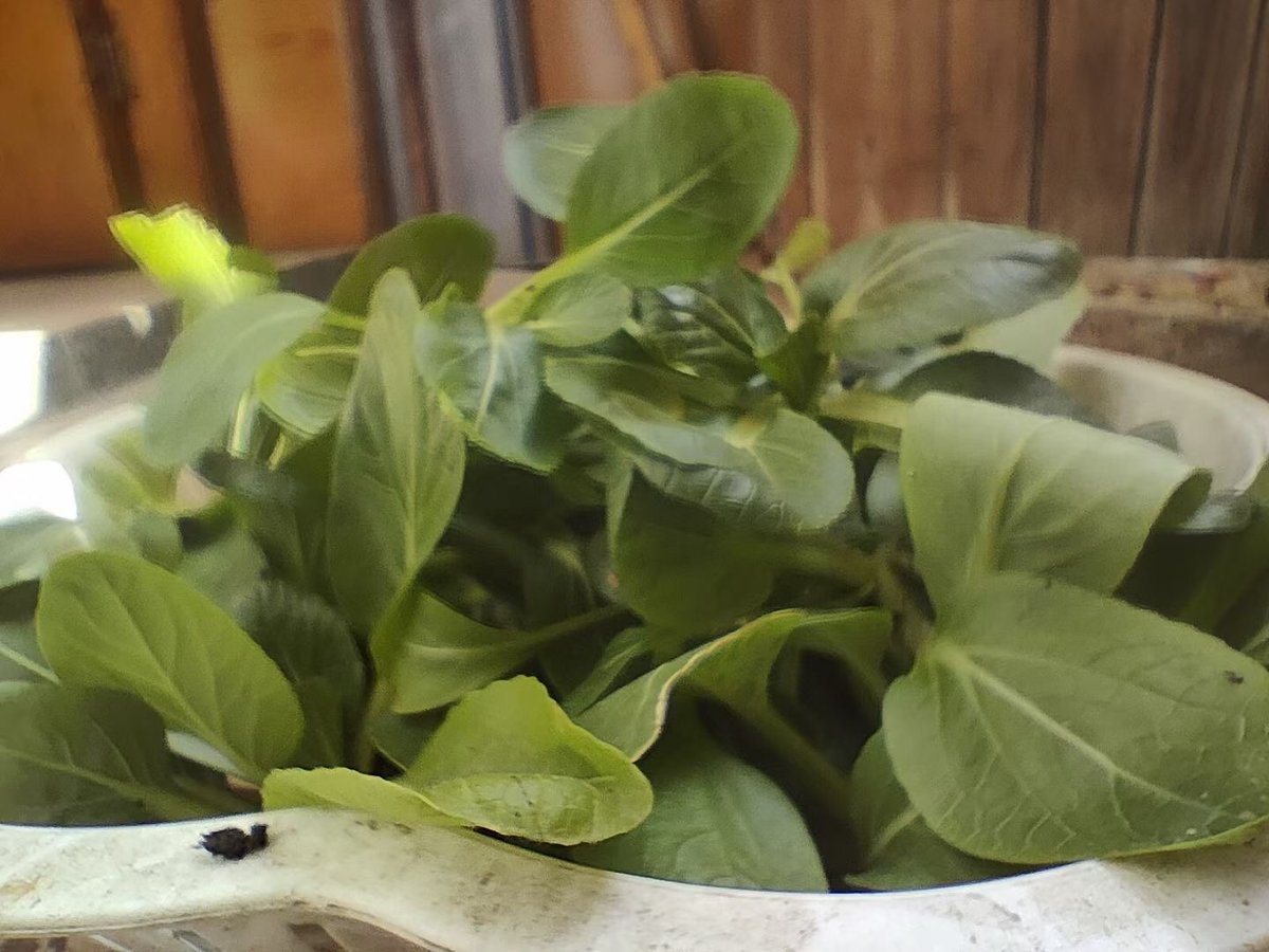 xiaodingdang tweet media