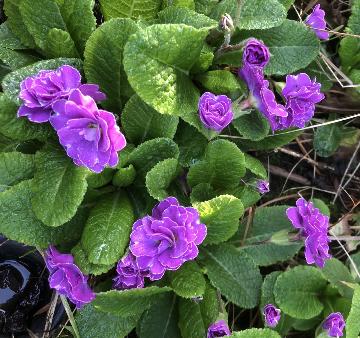 Michael Stefani tweet media