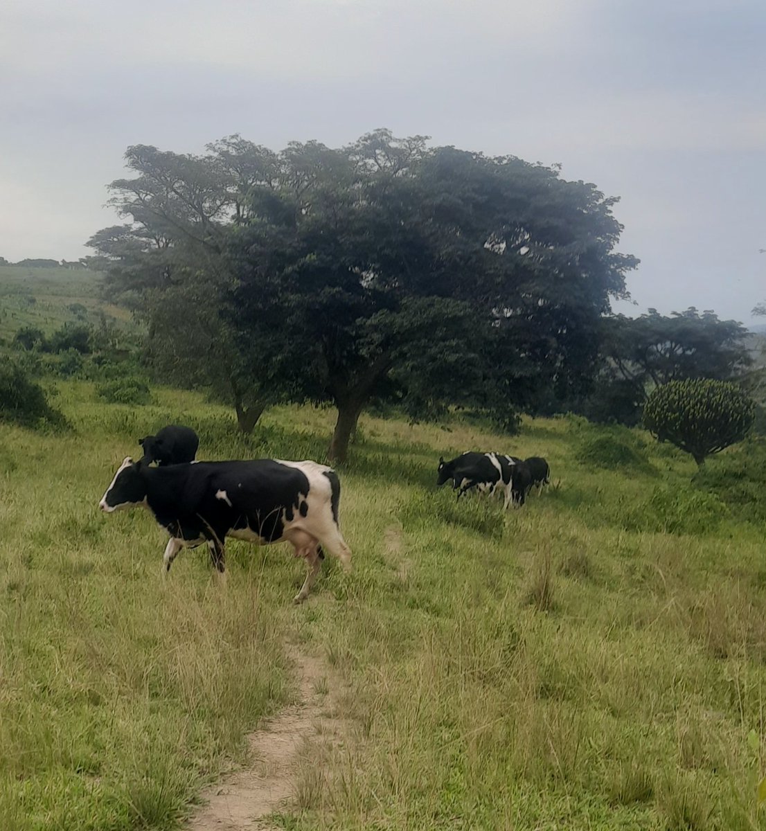 Magondo Dairy Farm tweet media