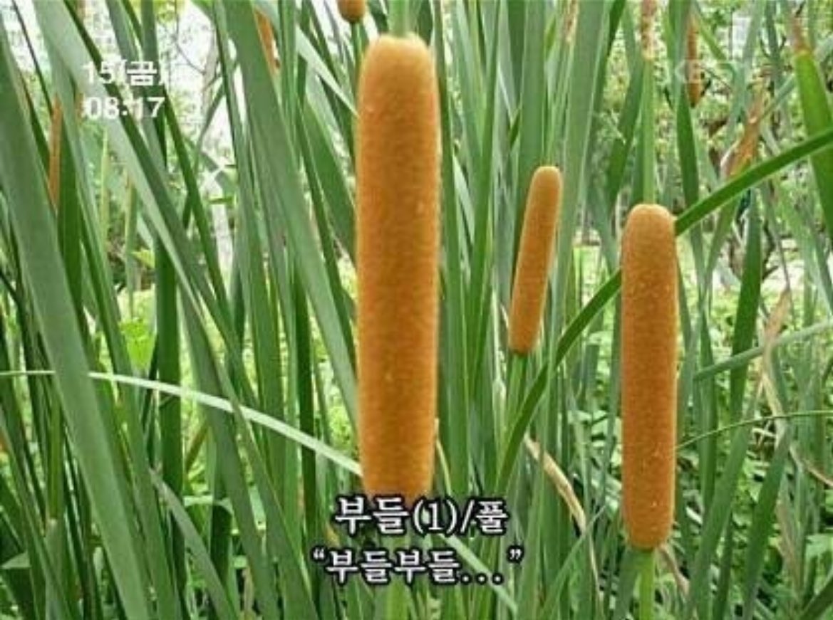 울랄라 tweet media