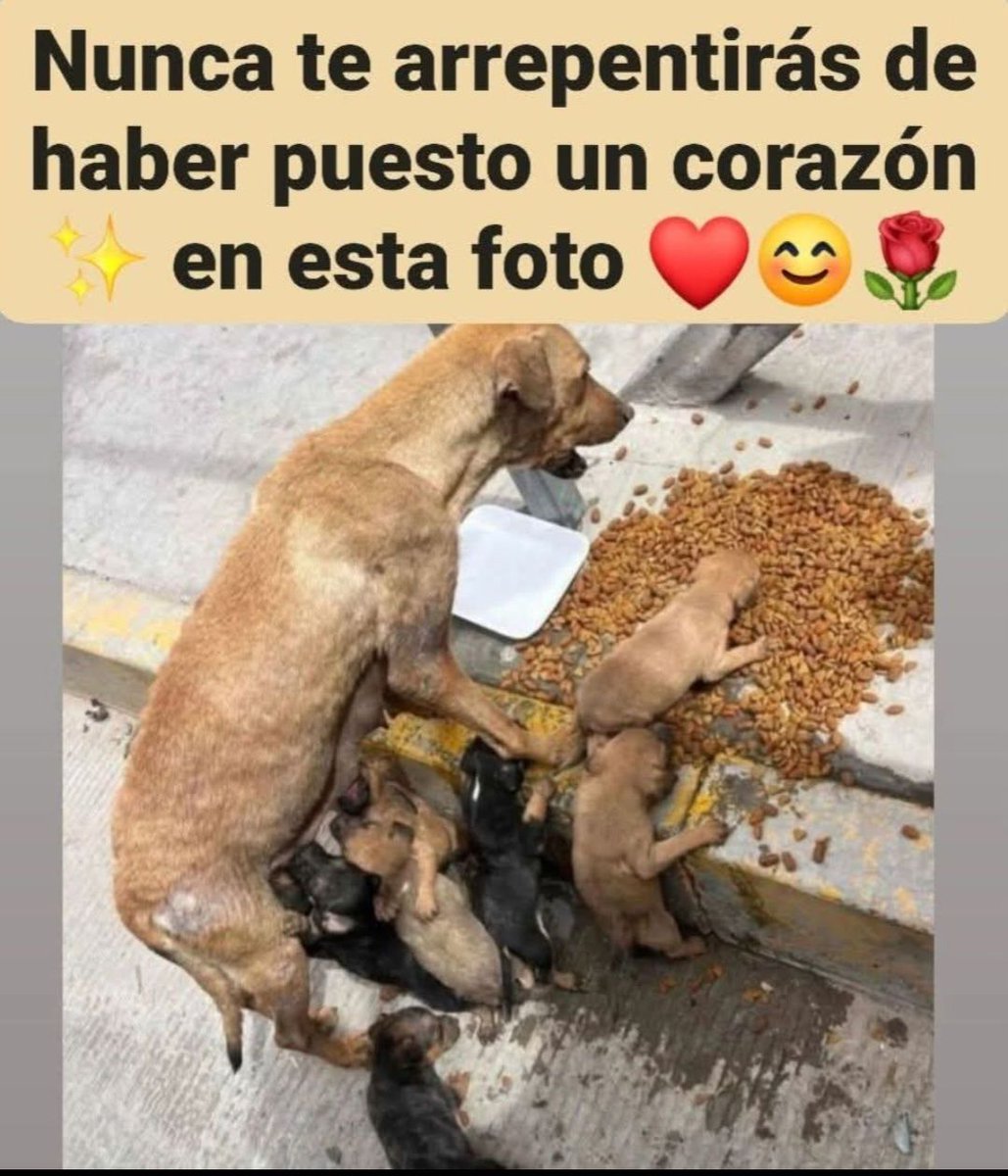 Ani Belén tweet media