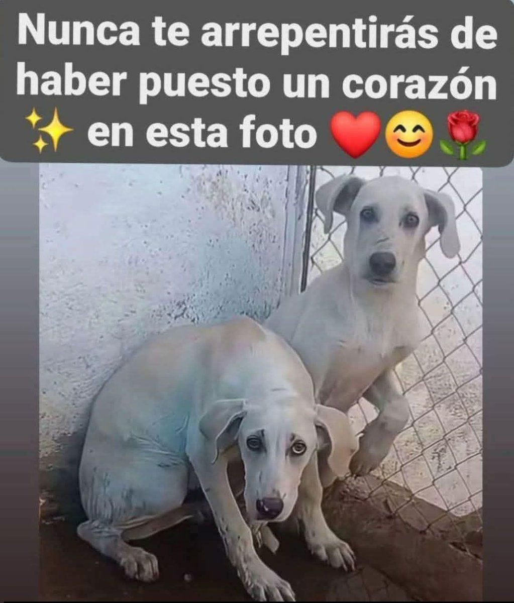 Andes Origen tweet media