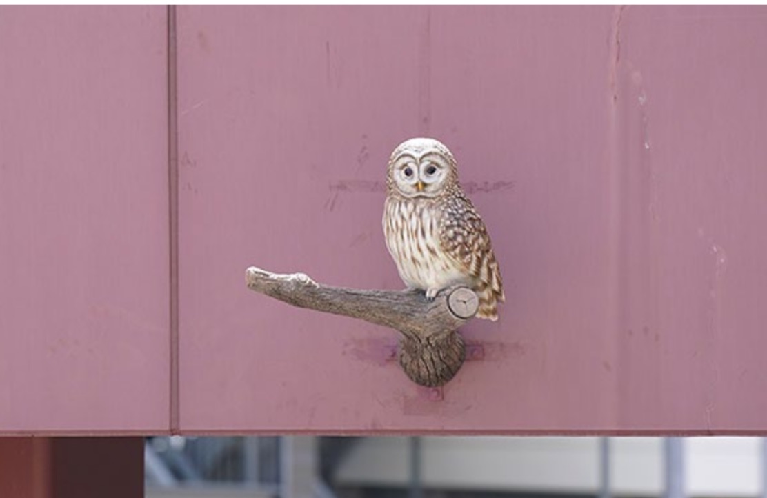 中国新聞カープ番記者 tweet media