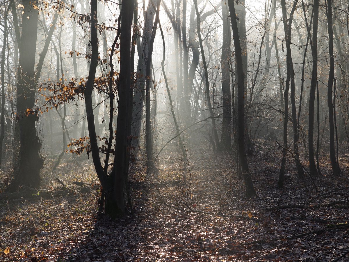 Parco del Monviso tweet media