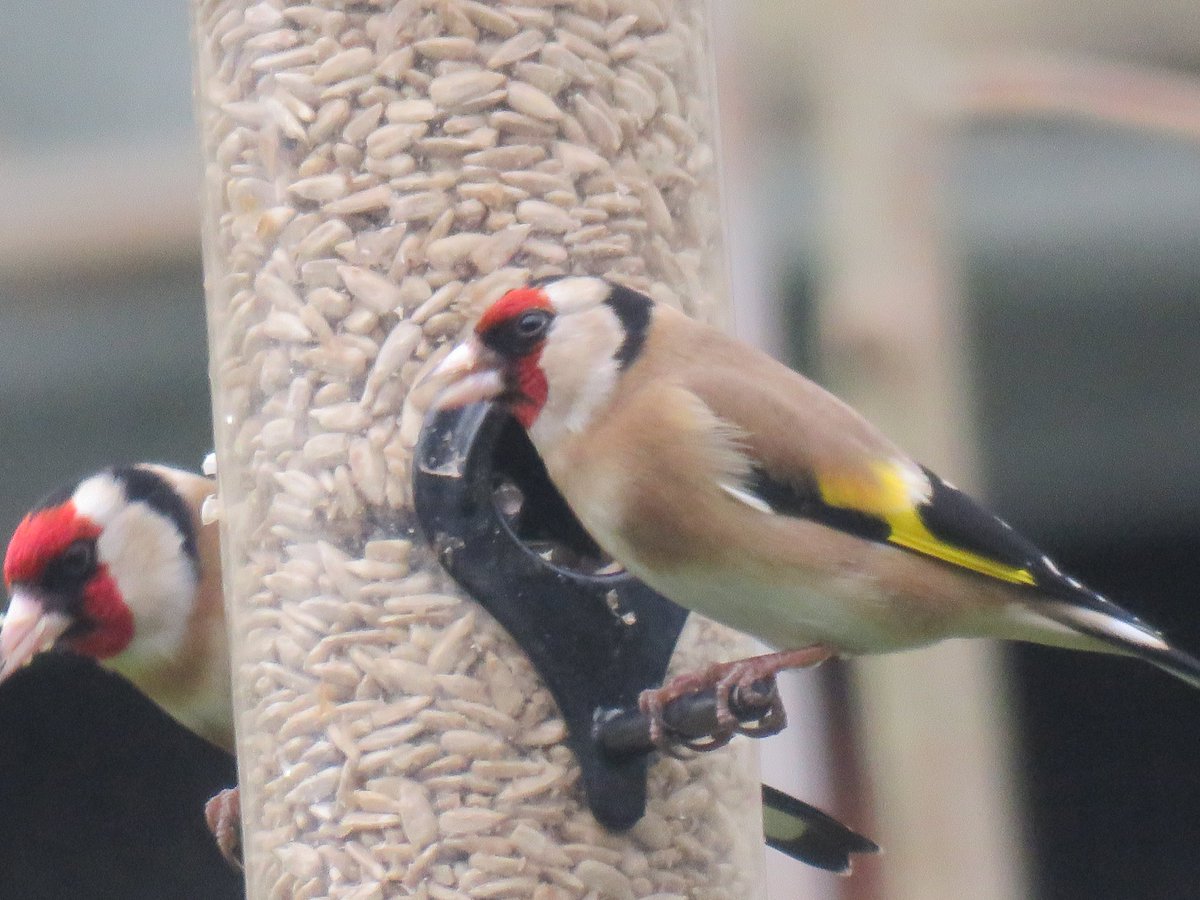 Where is Nature meant to live?🦉🐦🦋🌻🌳🦌🐞 tweet media