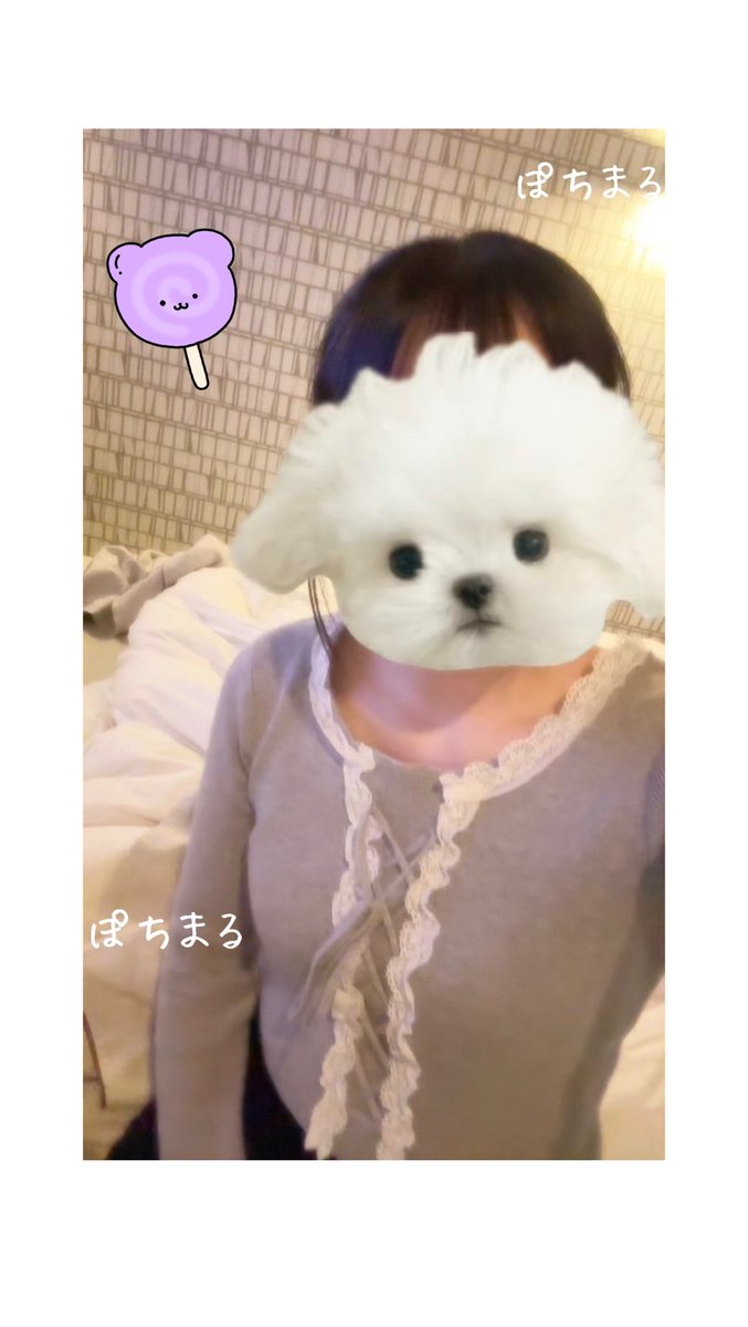 ぽちまる tweet media