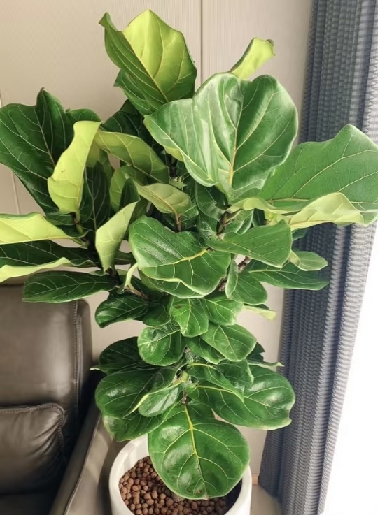 MERZOUG Samir tweet media