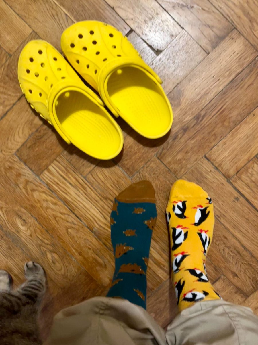 Dodo Socks tweet media