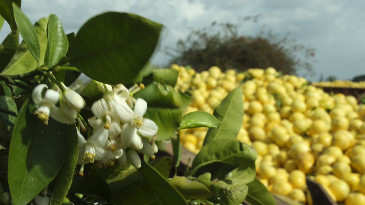 Itai Vered tweet media