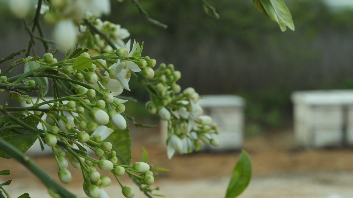 Itai Vered tweet media