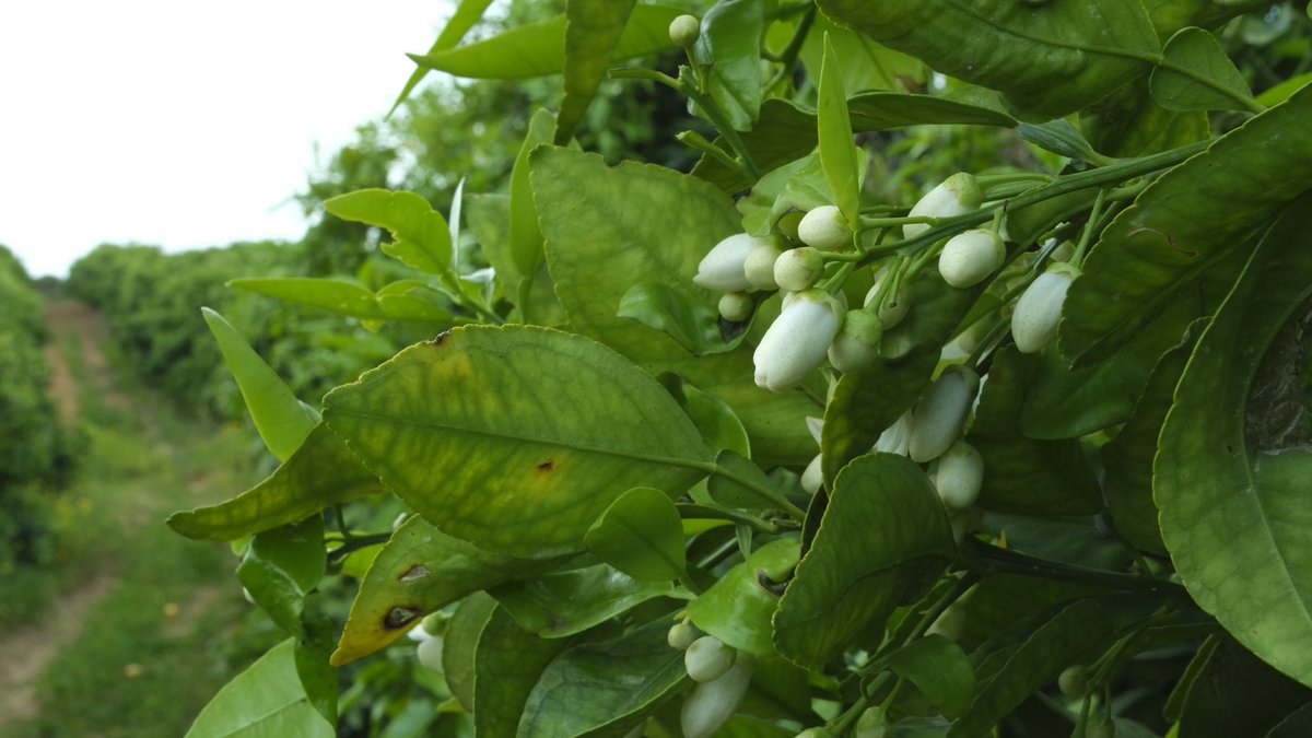 Itai Vered tweet media