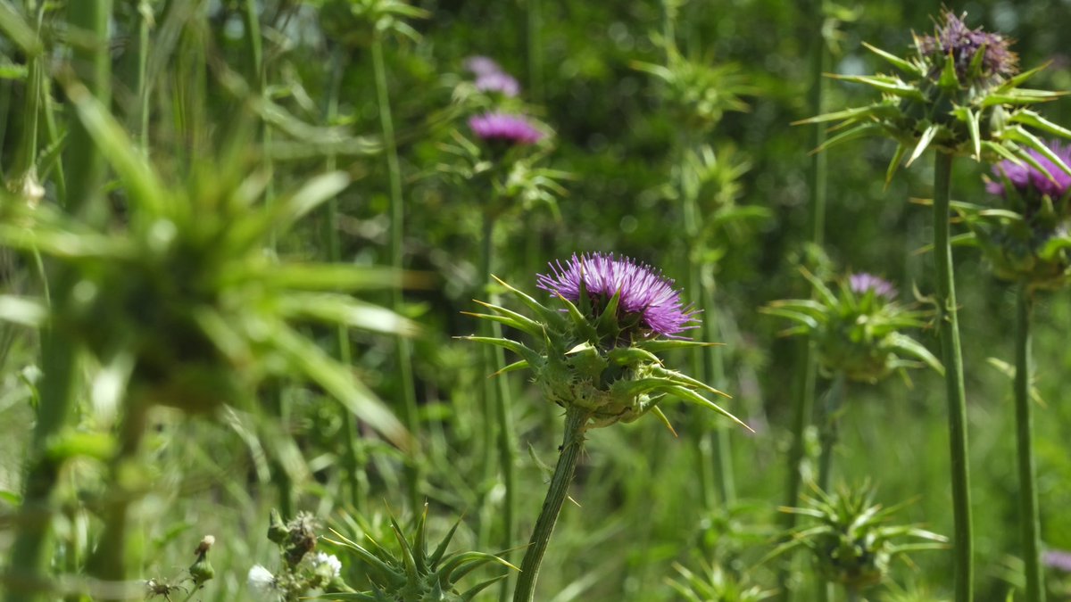 Itai Vered tweet media