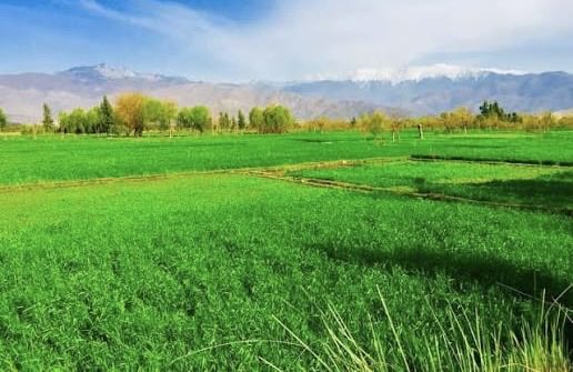 له بامي بلخه را پاڅه، د نوروز د سحر باده، 
د هلمند مسته څپه شه، په لرغوني سیستان واوړه، 
د کابل ارغوان ښکل کړه، د باګرام هوا کړه ښاده، 
چې بیا یو کړو سره زړونه، لویه سوله کړه بنیاده.
…، 
نوی کال او نوروز مبارک !!!