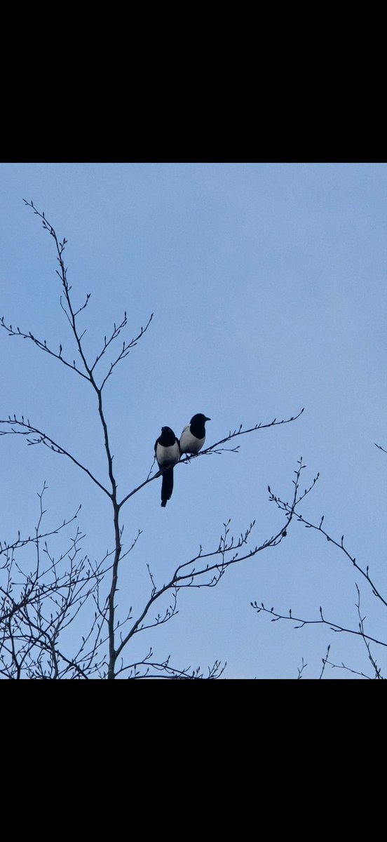 Rob Allbright ⬛️⬜️⬛️⬜️ tweet media