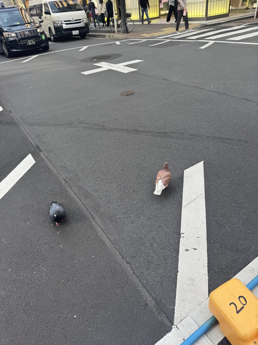 ナナコロビナオキ tweet media