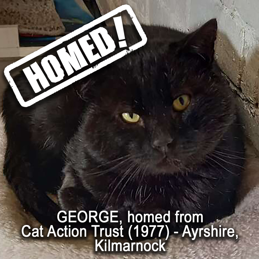 Cat Chat tweet media