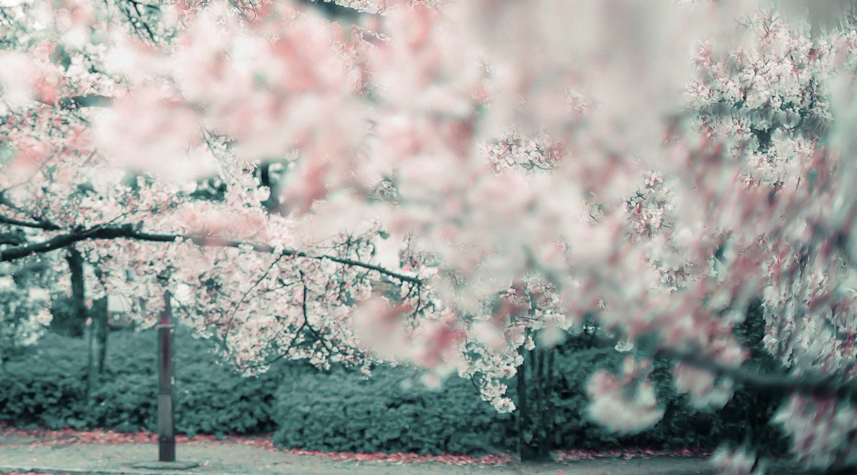 noco|花の写真家 tweet media