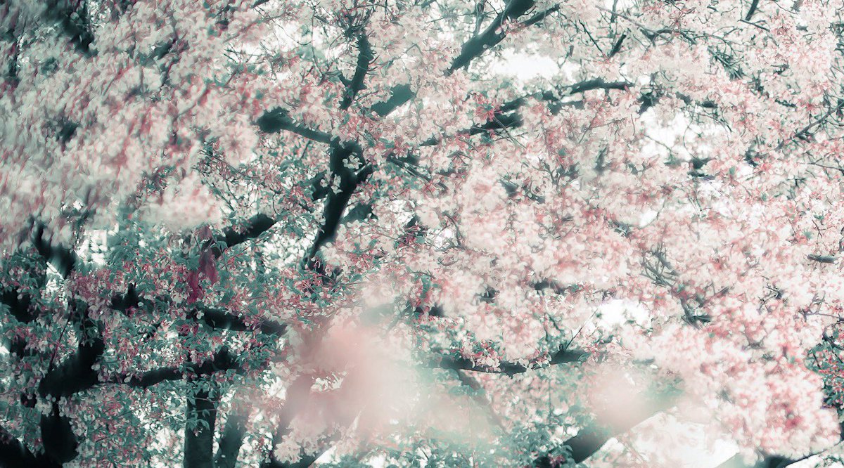 noco|花の写真家 tweet media