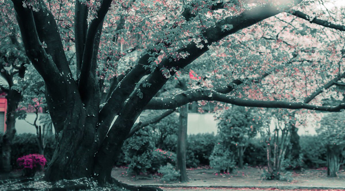 noco|花の写真家 tweet media