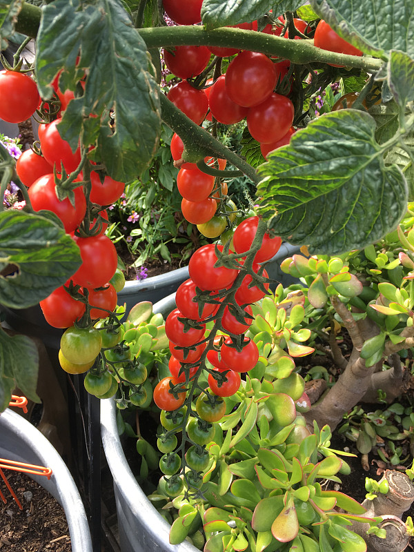 isik algıs tweet media