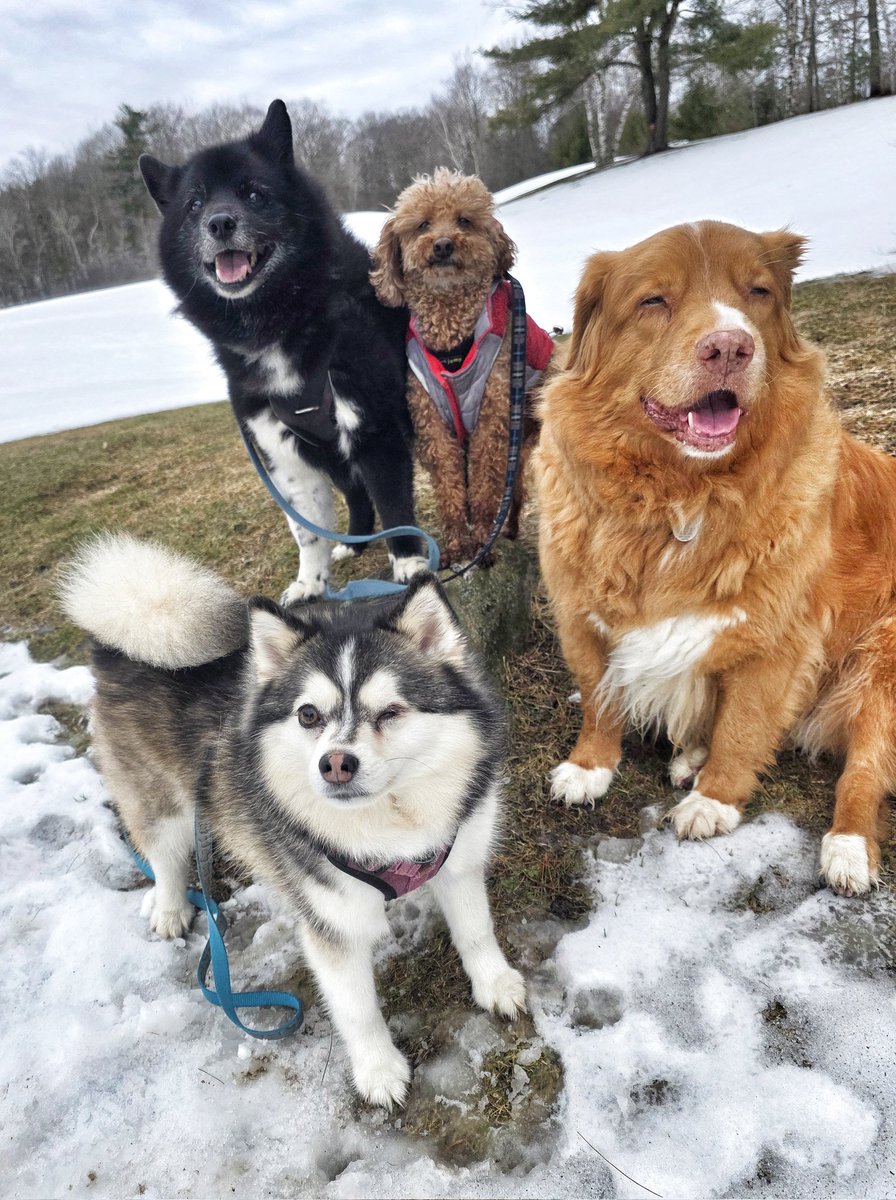 WalkinDogwalk's tweet image. Still no sign of spring, but these #posingpups were happy and awesome as always this week!
😁❤️💙❄️☀️🐕🐶❤️
#SocialSaturday #weekendvibes #imisssummer