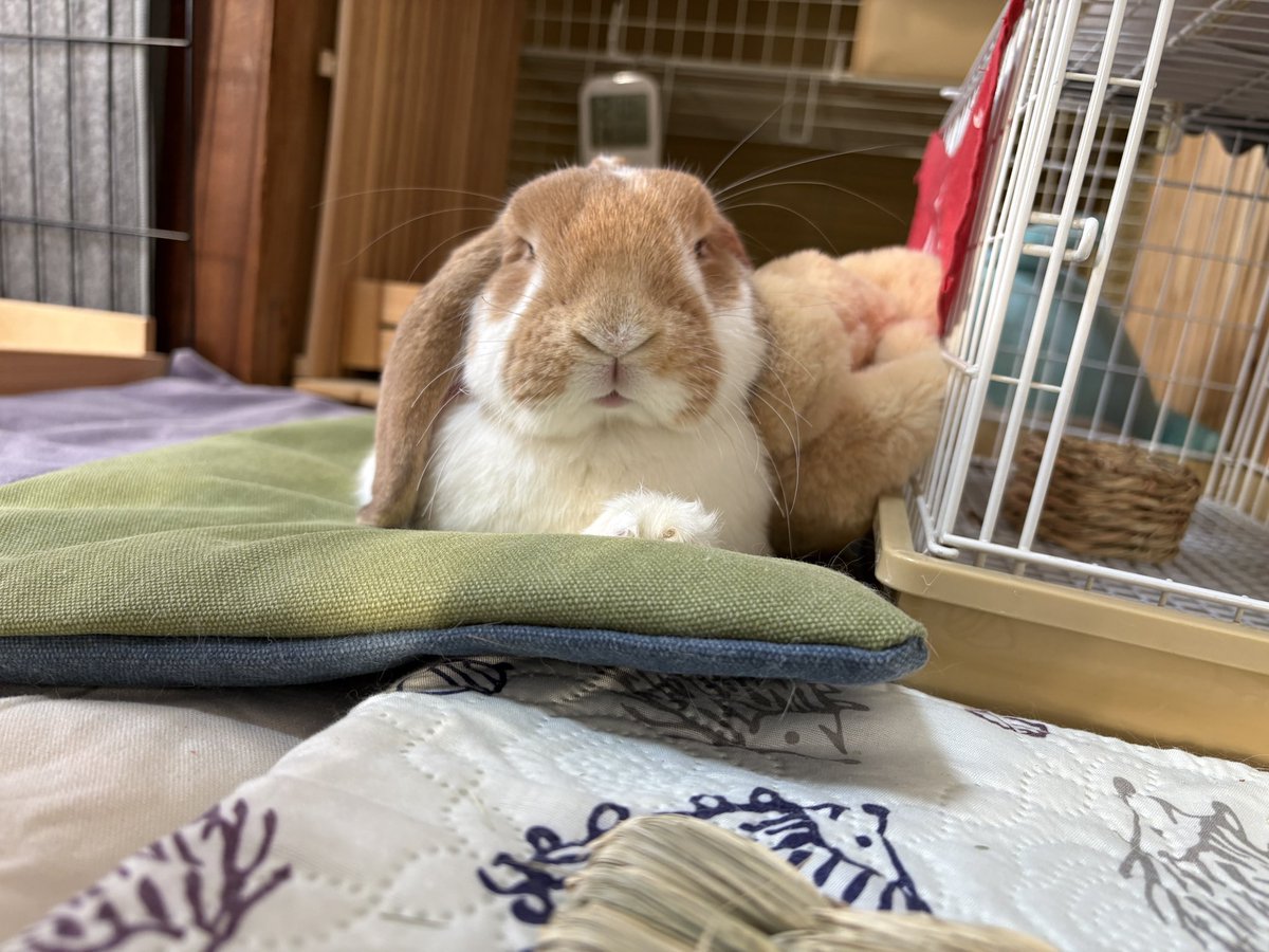 こたろう  🐰うさの名はきなこしゃん tweet media