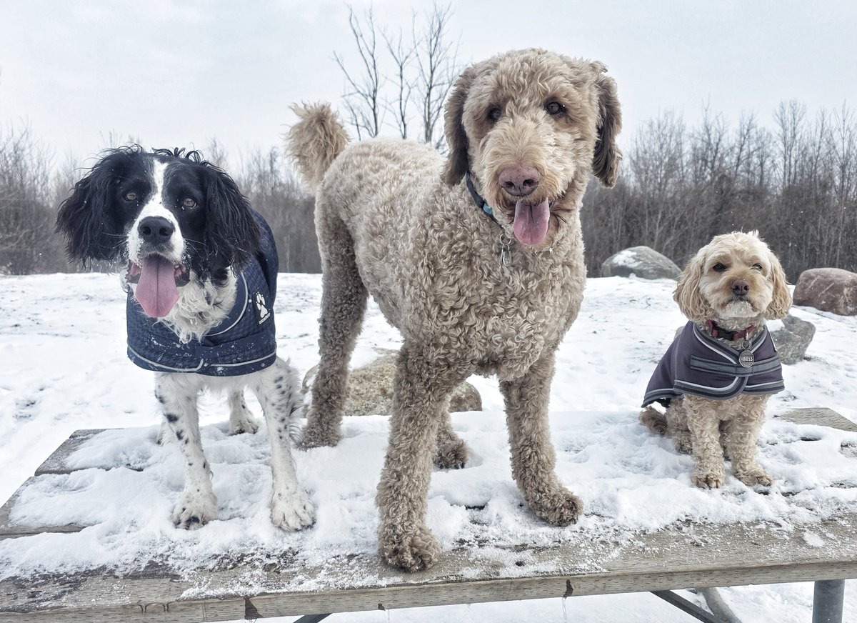 WalkinDogwalk's tweet image. Still no sign of spring, but these #posingpups were happy and awesome as always this week!
😁❤️💙❄️☀️🐕🐶❤️
#SocialSaturday #weekendvibes #imisssummer