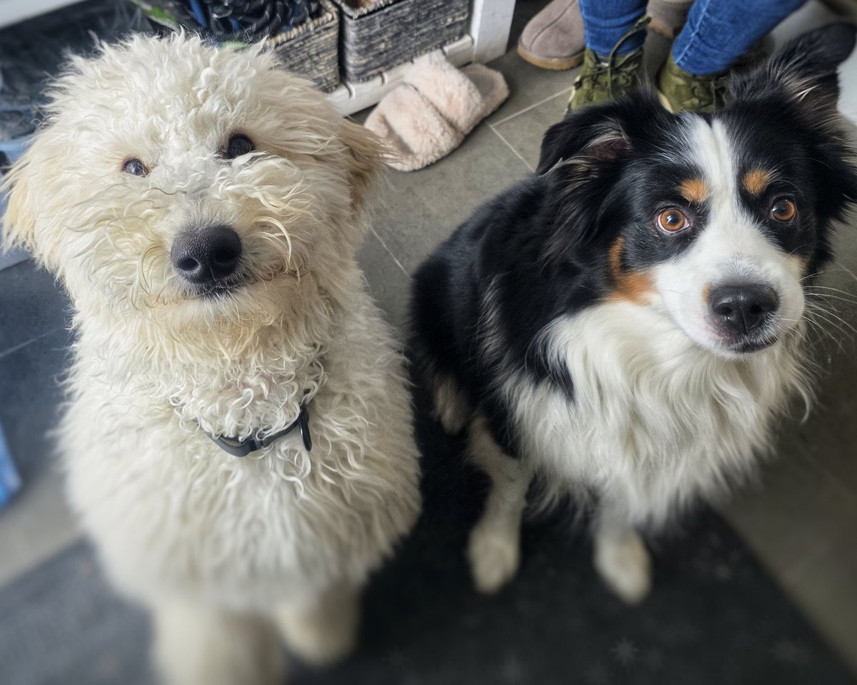 WalkinDogwalk's tweet image. Still no sign of spring, but these #posingpups were happy and awesome as always this week!
😁❤️💙❄️☀️🐕🐶❤️
#SocialSaturday #weekendvibes #imisssummer