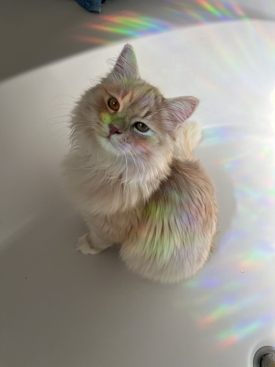 Tato⁷ 🍃⭐️ tweet media